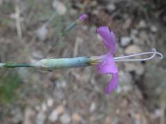 Dianthus longicaulis