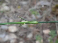 Dianthus longicaulis