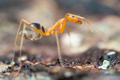 Leptomyrmex pallens