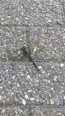 Aeshna juncea