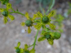 Ruta angustifolia
