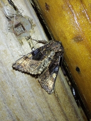 Euplexia benesimilis