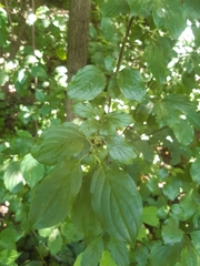 Cornus sanguinea