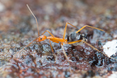 Leptomyrmex pallens
