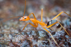 Leptomyrmex pallens