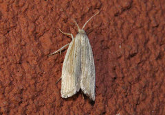 Eucosma ambodaidaleia