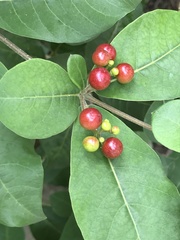 Rauvolfia tetraphylla