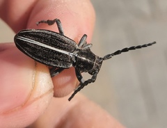 Dorcadion holosericeum