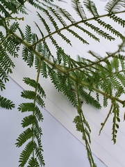 Acacia pubescens