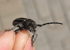 Dorcadion holosericeum