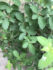 Rauvolfia tetraphylla