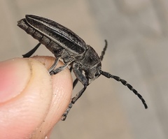 Dorcadion holosericeum