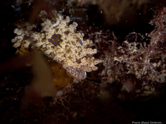 Aegires punctilucens