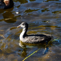 Fulica atra