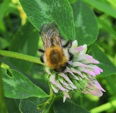 Bombus pascuorum