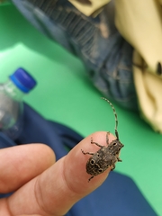 Mesosa curculionoides