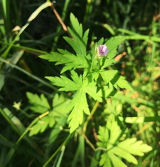 Geranium sibiricum