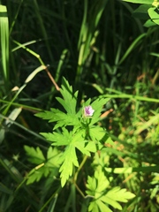 Geranium sibiricum