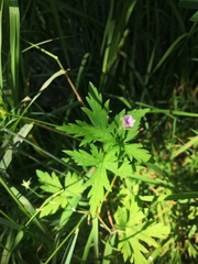 Geranium sibiricum