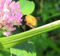 Bombus pascuorum