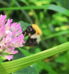 Bombus pascuorum