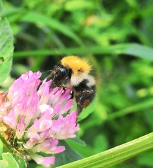 Bombus pascuorum