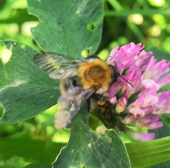 Bombus pascuorum