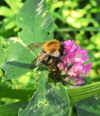 Bombus pascuorum