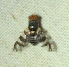 Rhagoletis cingulata