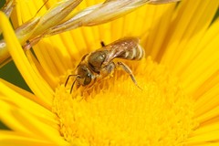 Halictus subauratus