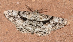 Peribatodes umbraria