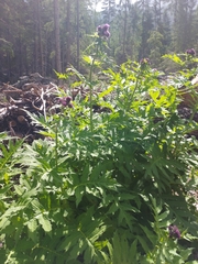 Cirsium alsophilum