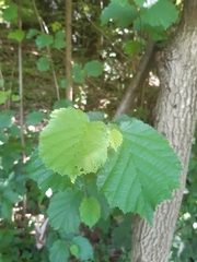 Corylus avellana