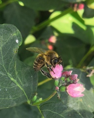 Apis mellifera