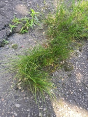 Juncus