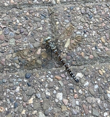Aeshna juncea