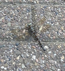 Aeshna juncea