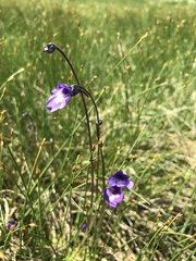 Pinguicula