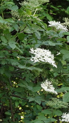 Sambucus nigra