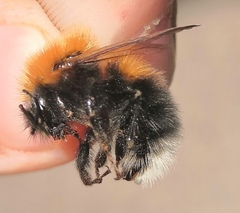Bombus hypnorum