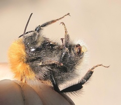 Bombus hypnorum