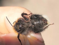 Bombus hypnorum