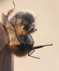 Bombus hypnorum
