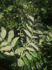 Erysiphe palczewskii
