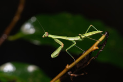 Notomantis brunneriana
