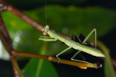 Notomantis brunneriana