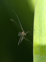 Macrocerinae