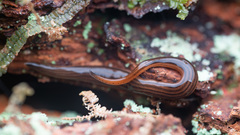 Kontikia forsterorum