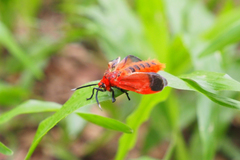 Phauda flammans
