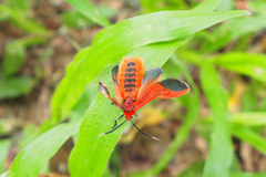 Phauda flammans